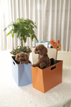 �ƊE���I�I�G�R�o�b�O�t���o���A�����l�����̂ĂȂ��o�b�O�����o���u�����h�u�l�������I�v�̔��J�n�I�I