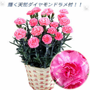 �f�R�u�[�������ɂ����܂ł���!!�_�C�������h�J�[�l�[�V�����ŁA��̓��Ɂw���肪�Ƃ��x��`���悤!!